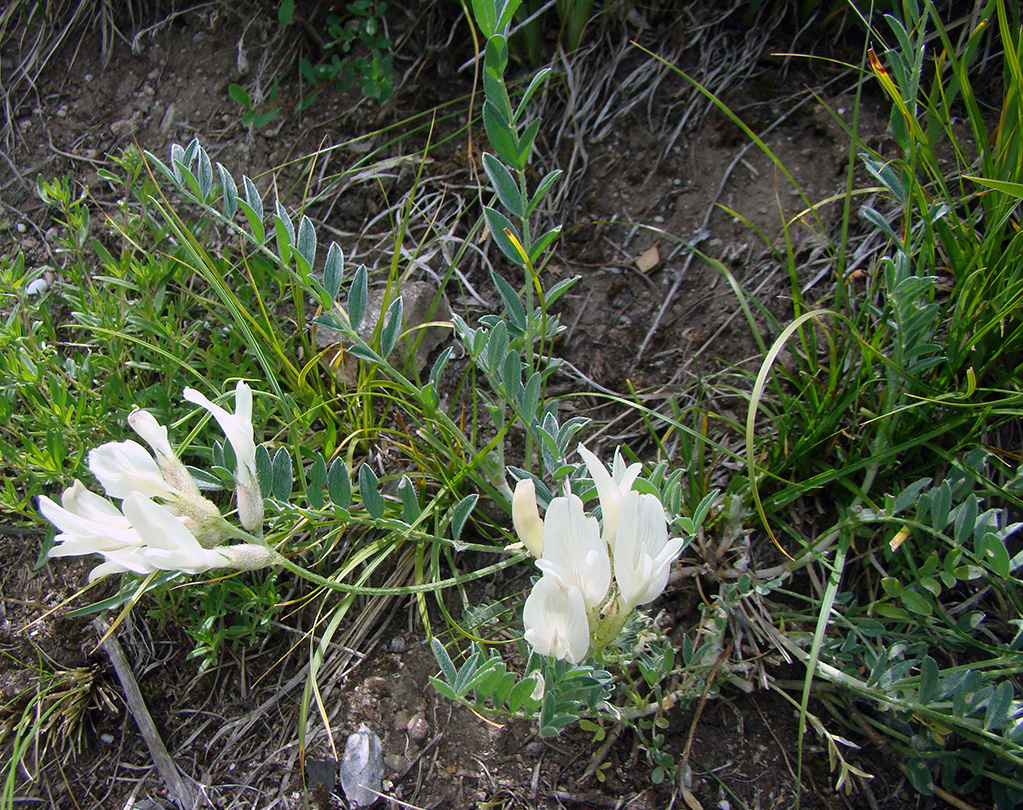 Изображение особи Astragalus involutivus.