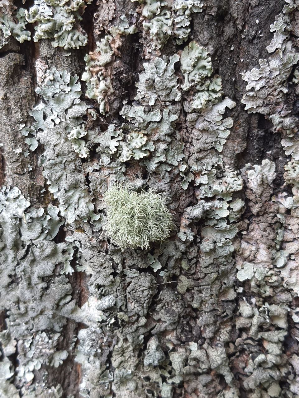 Image of Usnea hirta specimen.