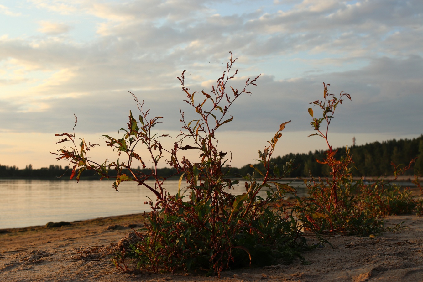 Image of Persicaria lapathifolia specimen.