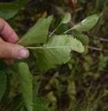 Syringa vulgaris. Листья с погрызенными краями (вид на абаксиальную поверхность). Рязанская обл., Милославский р-н, окр. ур. Лошаки, край зарослей. 31 июля 2024 г.