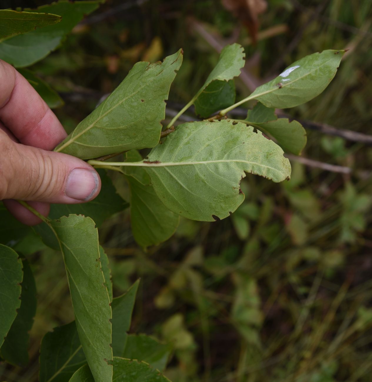 Изображение особи Syringa vulgaris.