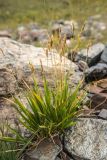 Anthoxanthum alpinum. Плодоносящие растения. Карачаево-Черкесия, Урупский р-н, хр. Абишира-Ахуба, окр. оз. Перевальное, ≈ 2700 м н.у.м., среди камней. 11.08.2024.