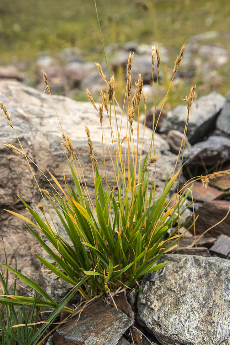 Image of Anthoxanthum alpinum specimen.