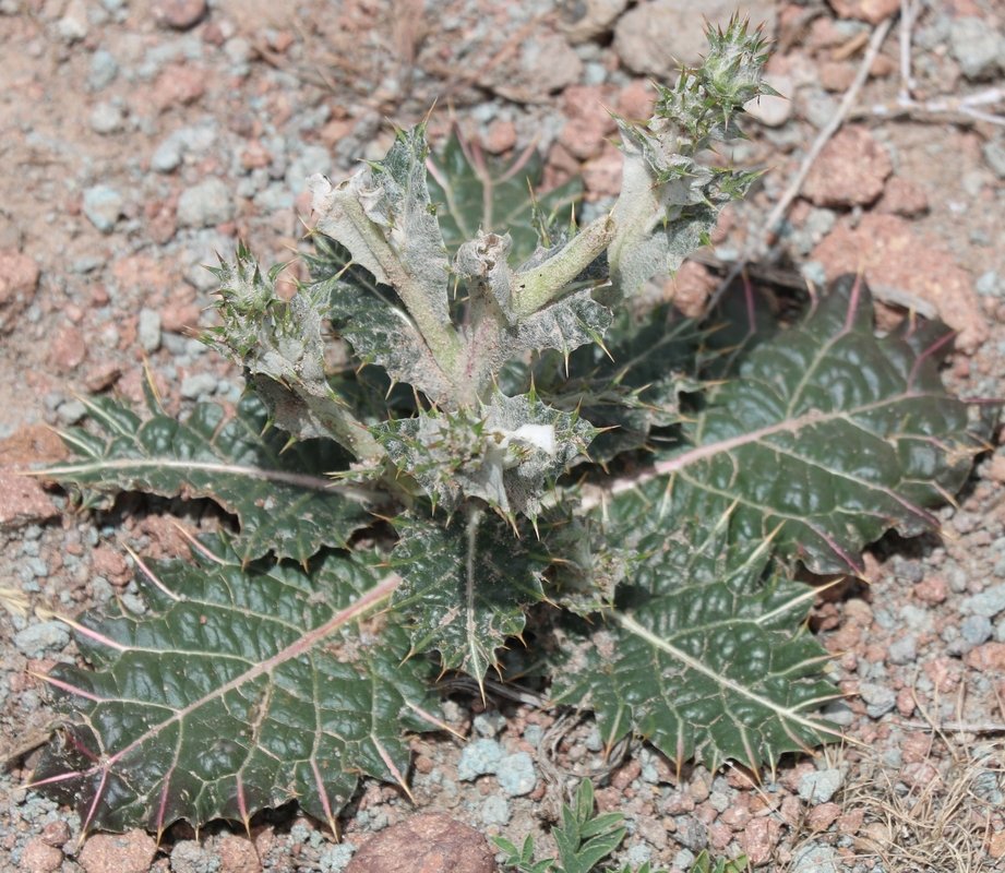 Image of Cousinia macroptera specimen.