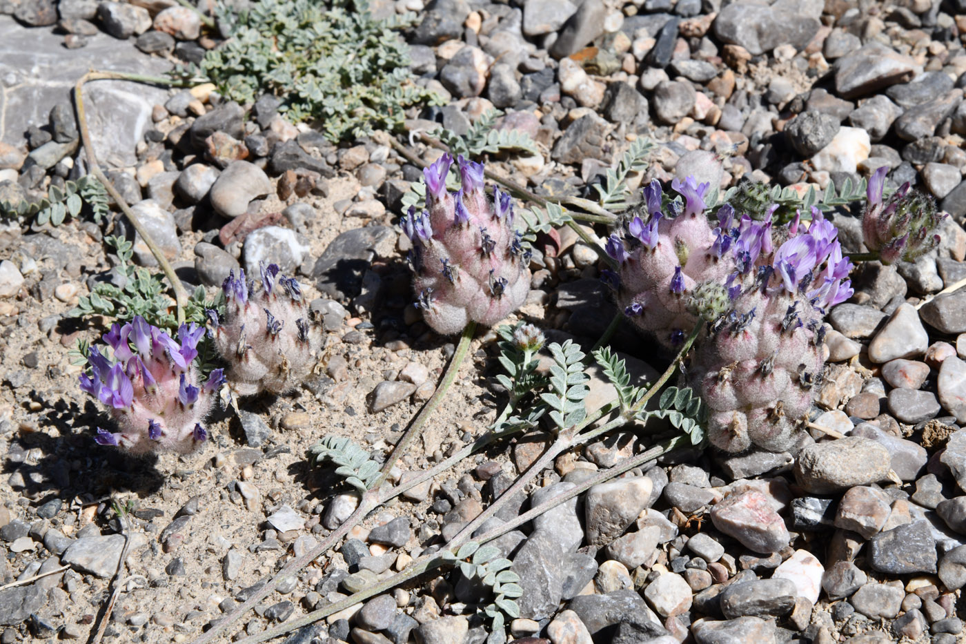 Image of Astragalus nivalis specimen.