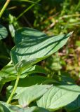 Mertensia pubescens. Лист (видно опушение на абаксиальной поверхности). Камчатский край, Елизовский р-н, подножие горы Вачкажицы, берег р. Тахколоч, луговина на склоне СВ экспозиции. 04.08.2024.