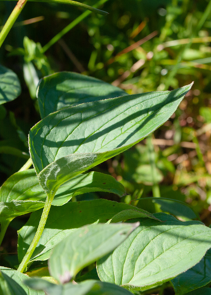 Image of Mertensia pubescens specimen.