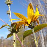 Helianthus tuberosus. Верхушки побегов с соцветием и соплодием. Хабаровский край, окр. г. Комсомольск-на-Амуре, Силинский лесопарк, зарастающая просека. 23.09.2024.