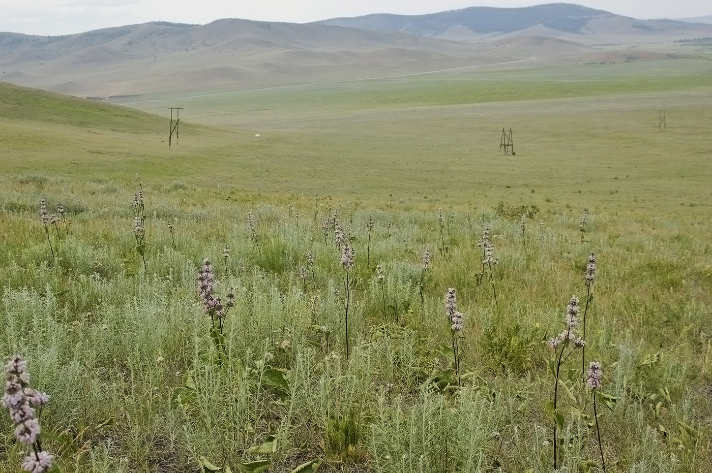 Image of Phlomoides tuberosa specimen.