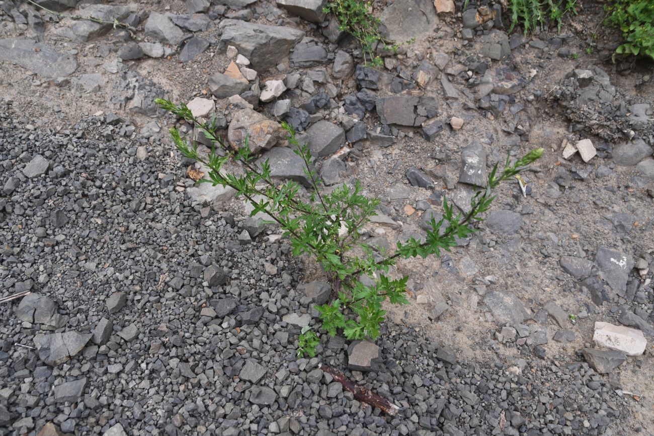 Image of Artemisia vulgaris specimen.