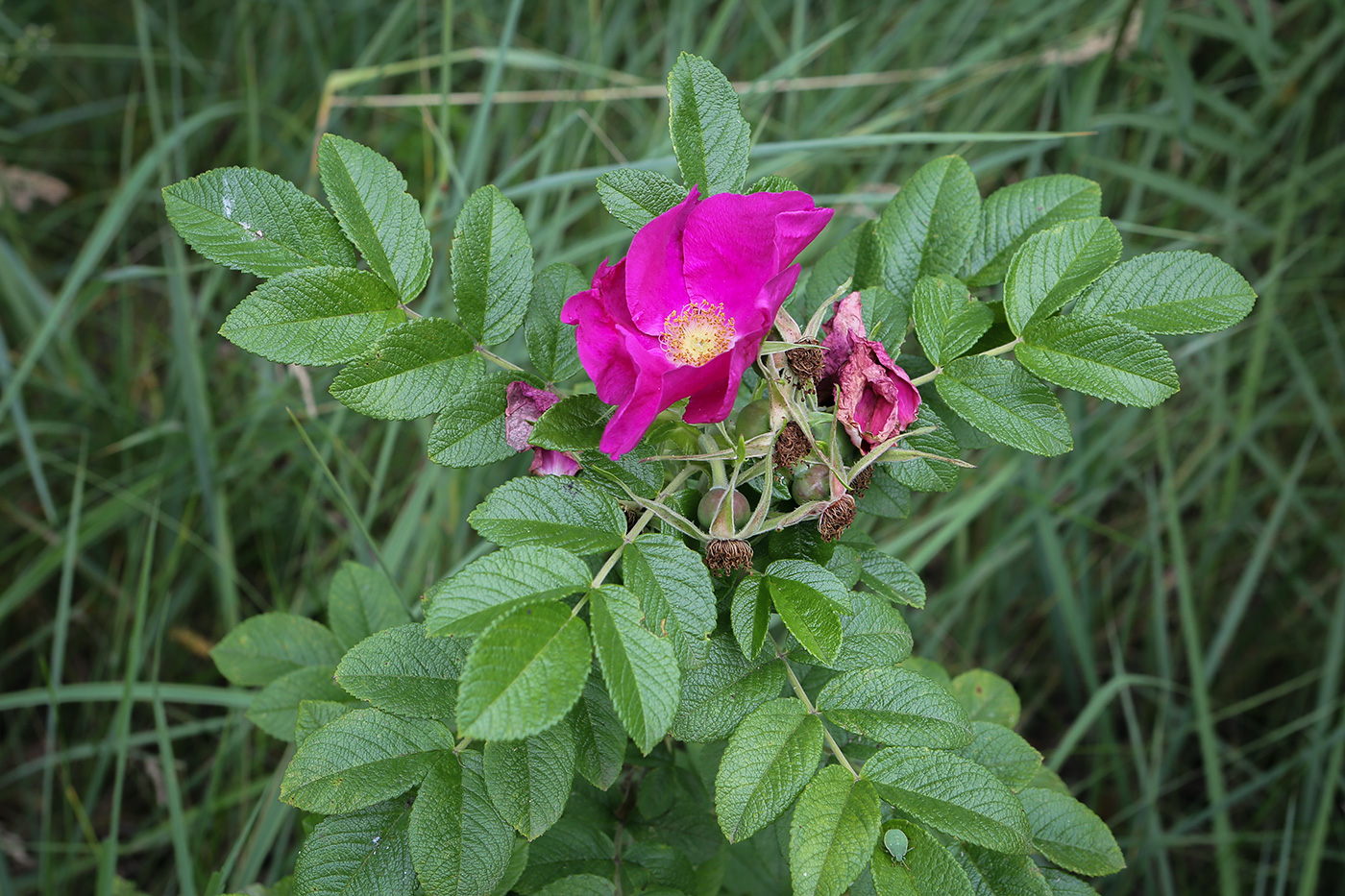 Изображение особи Rosa rugosa.