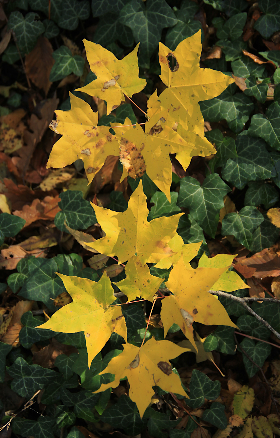 Image of Acer cappadocicum specimen.