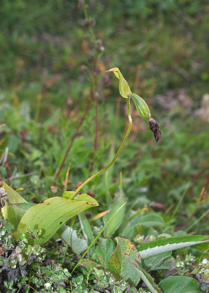 Image of Cypripedium yatabeanum specimen.