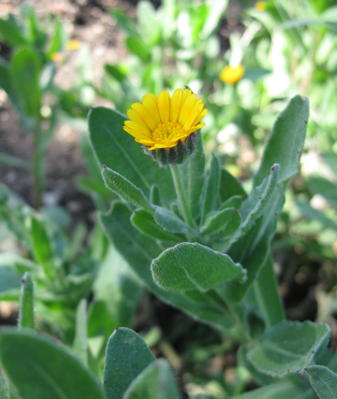 Image of Calendula arvensis specimen.