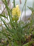 Aconitum confertiflorum. Цветущее растение. Кабардино-Балкария, Черекский р-н, окр. с/п Верхняя Балкария, берег р. Псыгансу, ≈ 2100 м н.у.м., приречный луг. 31.07.2024.