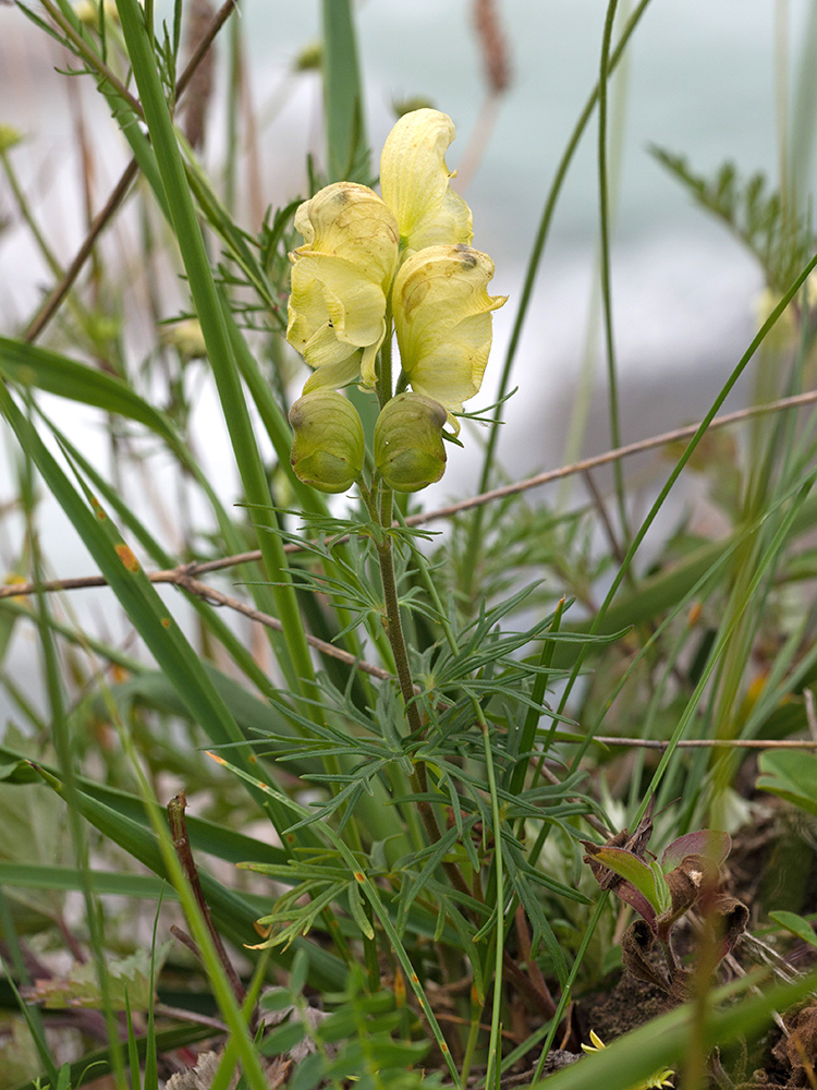 Изображение особи Aconitum confertiflorum.