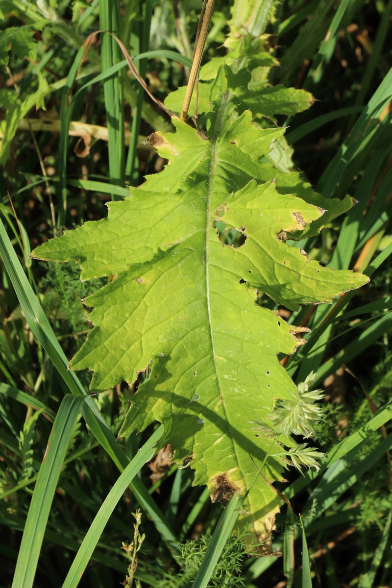 Изображение особи Carduus crispus.