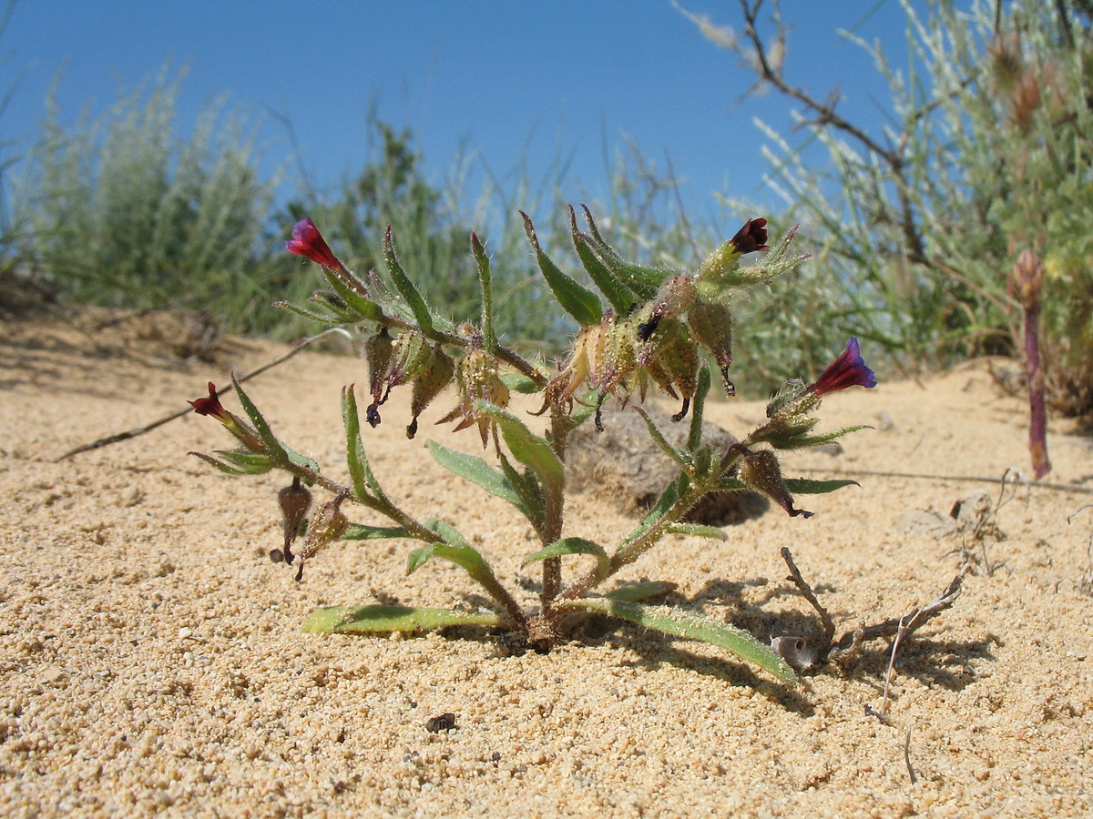 Image of Nonea caspica specimen.