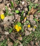 Смотреть изображение Taraxacum officinale