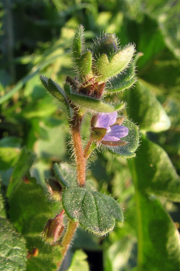 Image of Veronica triloba specimen.