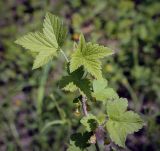 View full-size image Ribes nigrum