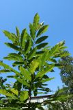View full-size image Castanea sativa
