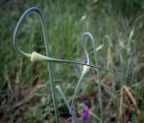 Смотреть изображение Allium sativum