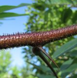 View full-size image Robinia × margaretta