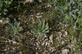 View full-size image genus Onosma