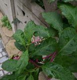 Смотреть изображение Phytolacca americana