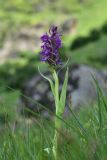 View full-size image genus Dactylorhiza