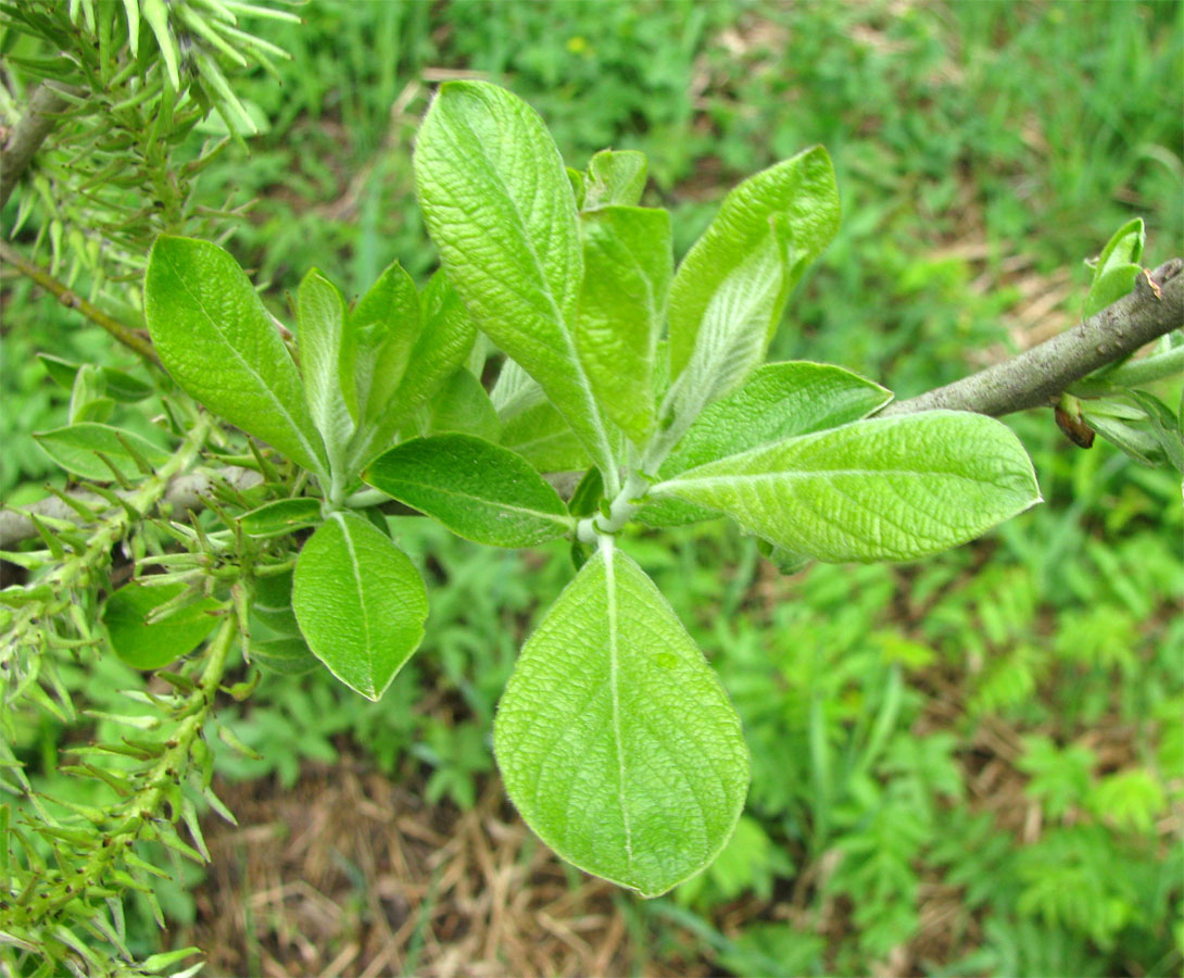 Изображение особи Salix cinerea.