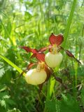 Cypripedium calceolus