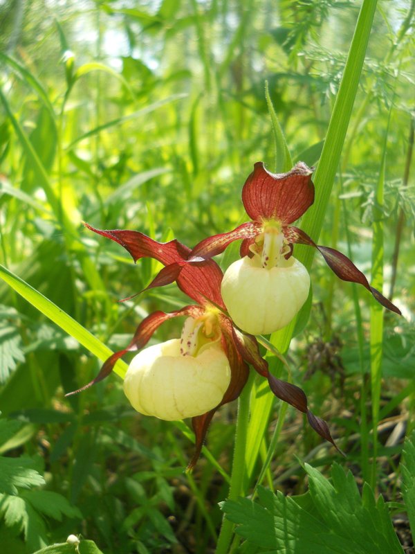 Image of Cypripedium calceolus specimen.