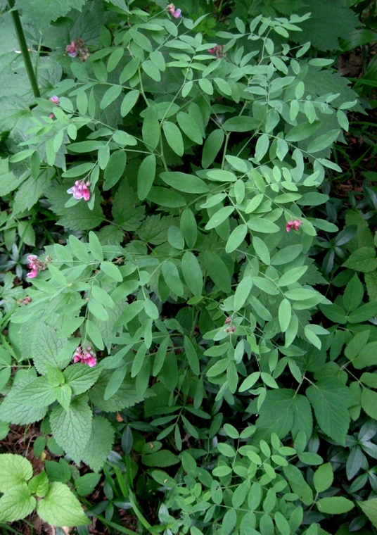 Image of Lathyrus niger specimen.