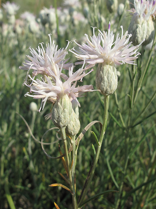 Image of Jurinea stoechadifolia specimen.