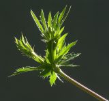 Eryngium planum. Верхушка побега. Московская обл., Раменский р-н, окр. дер. Хрипань, дачный участок. 17.06.2004.