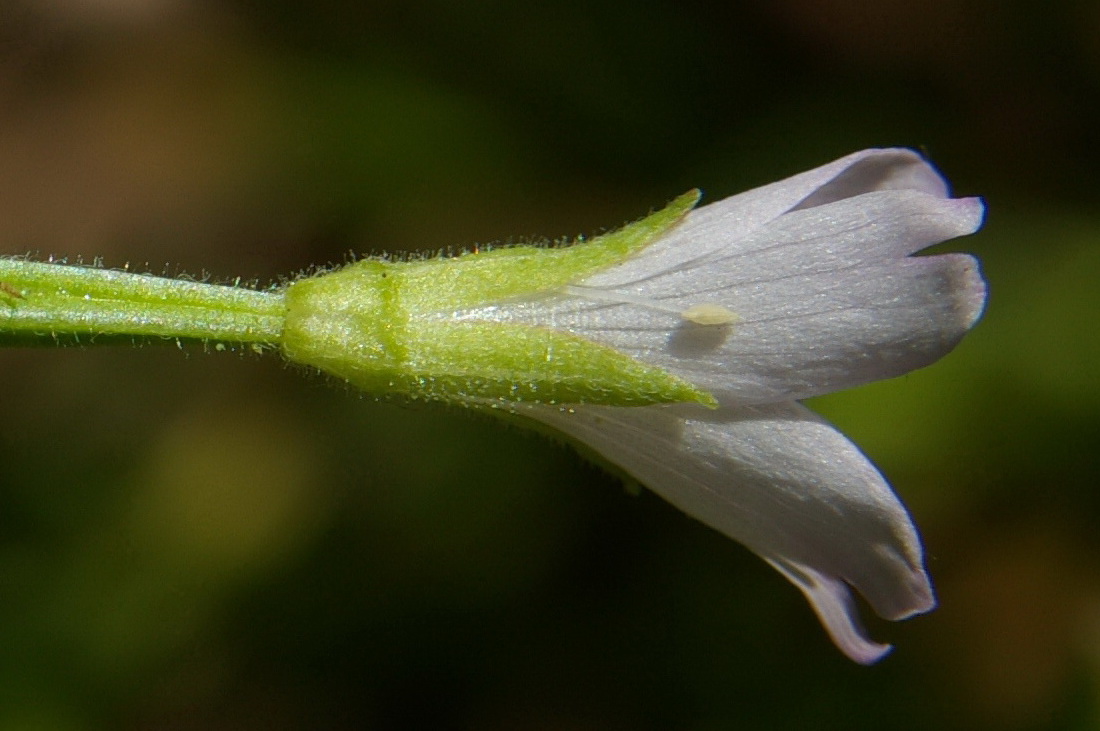 Image of Epilobium consimile specimen.