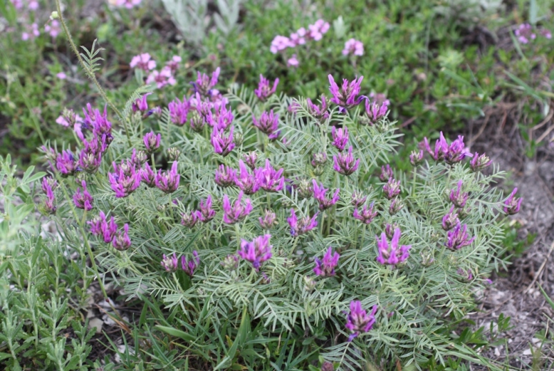 Image of Astragalus circassicus specimen.