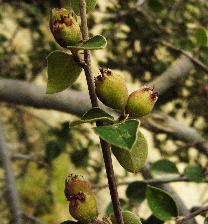 Image of Cotoneaster nummularius specimen.