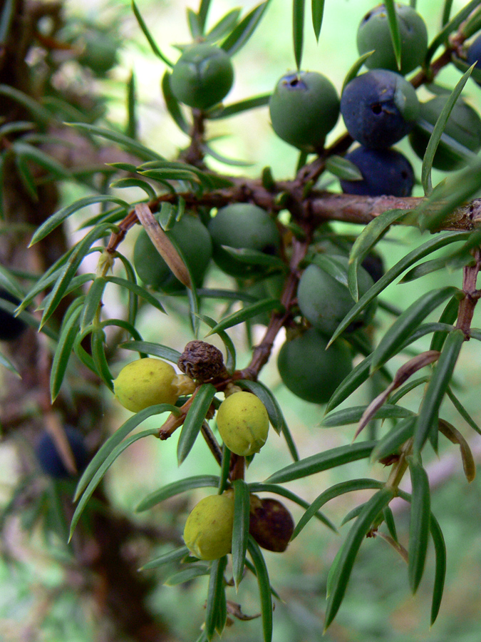 Image of Juniperus communis specimen.