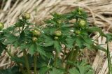 Trollius europaeus. Побеги с бутонами. Московская обл., Раменский р-н, окр. дер. Хрипань, мокрый луг. 02.05.2008.