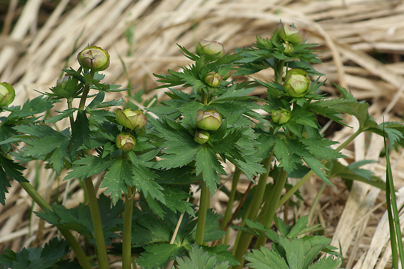 Image of Trollius europaeus specimen.