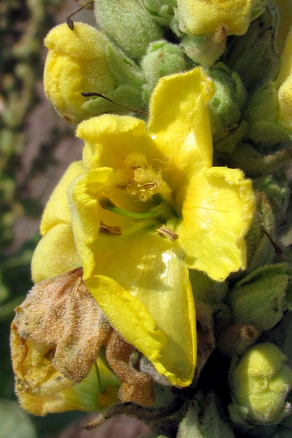 Image of Verbascum densiflorum specimen.