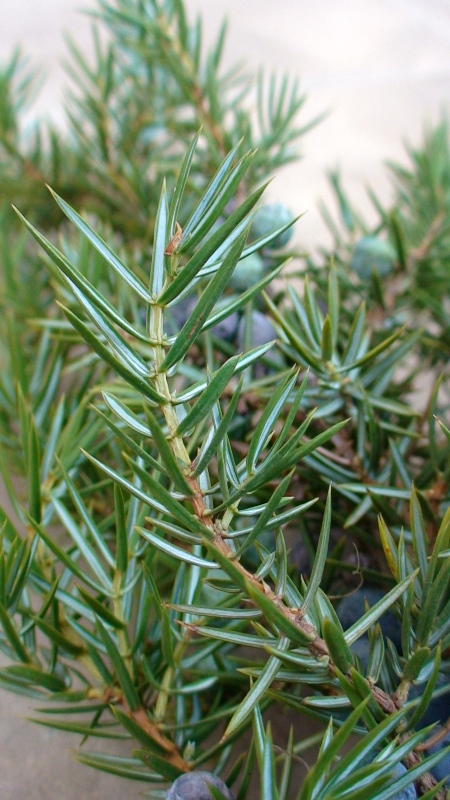 Изображение особи Juniperus oblonga.