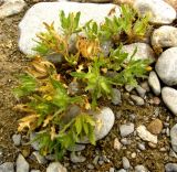 Centaurea benedicta. Цветущее и плодоносящее растение. Копетдаг, Чули. Май 2011 г.