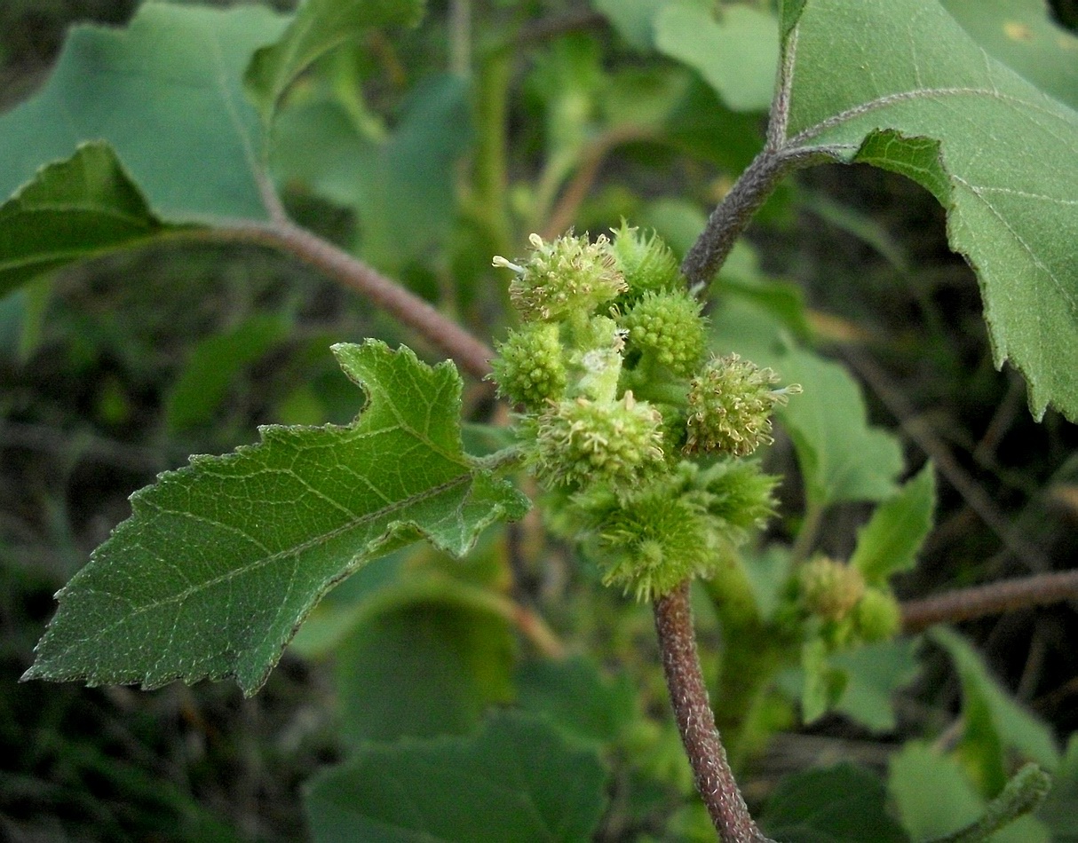 Изображение особи Xanthium orientale.