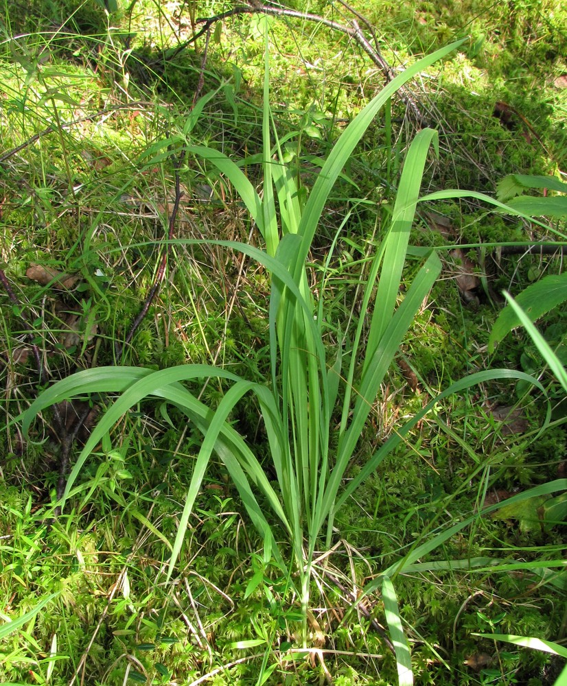 Image of Molinia caerulea specimen.