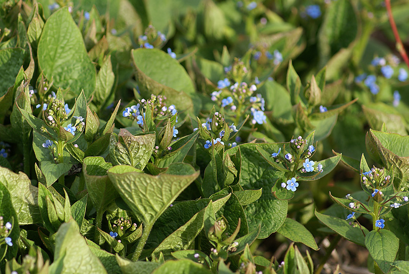 Image of Brunnera sibirica specimen.