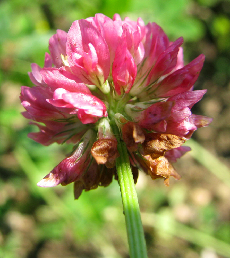 Image of Trifolium hybridum ssp. elegans specimen.